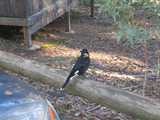 
Pied Currawong
