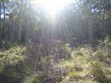
Sun through Eucalyptus
