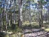 
Eucalyptus trees

