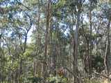 
More Eucalyptus
