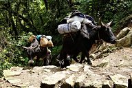 Goechala trek (Day 1: Yuksom to Bakhim), near Yuksom, Sikkim, India (2008/05/19)