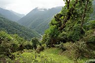 Bakhim-Yuksom trail, Goechala trek (Day 8), Sikkim, India (2008/05/26)