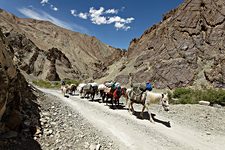Pack train, Road to Jingchan, near Spitok, Ladakh, India (2012/07/27)