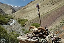 Bharal horns, trail to Yurutse, Hemis National Park, Ladakh, India (2012/07/28)