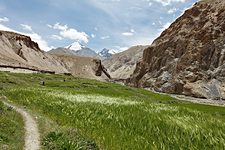Upper Hankar barley fields, Hemis National Park, Ladakh, India (2012/08/02)