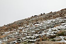 Dzo grazing near Gongmaru La, Hemis National Park, Ladakh, India (2012/08/06)