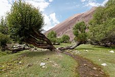 Shang Sumdo green area, Hemis National Park, Ladakh, India (2012/08/07)