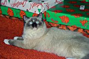 Codie, my sister's cat, Cherryville, PA (1992/12/25)