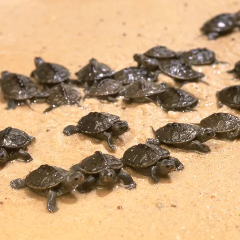 Baby Diamondback terrapins in the sand