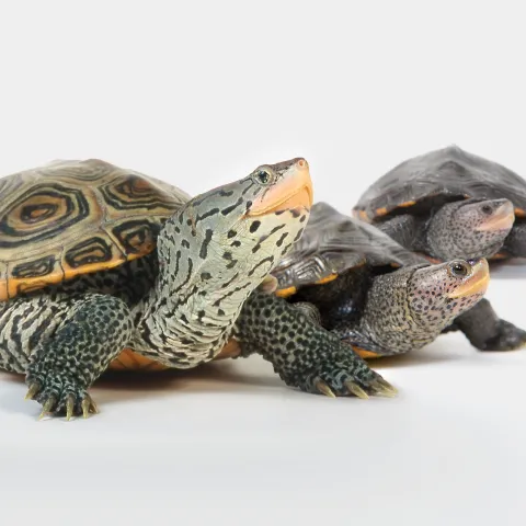 Adult Diamondback terrapins