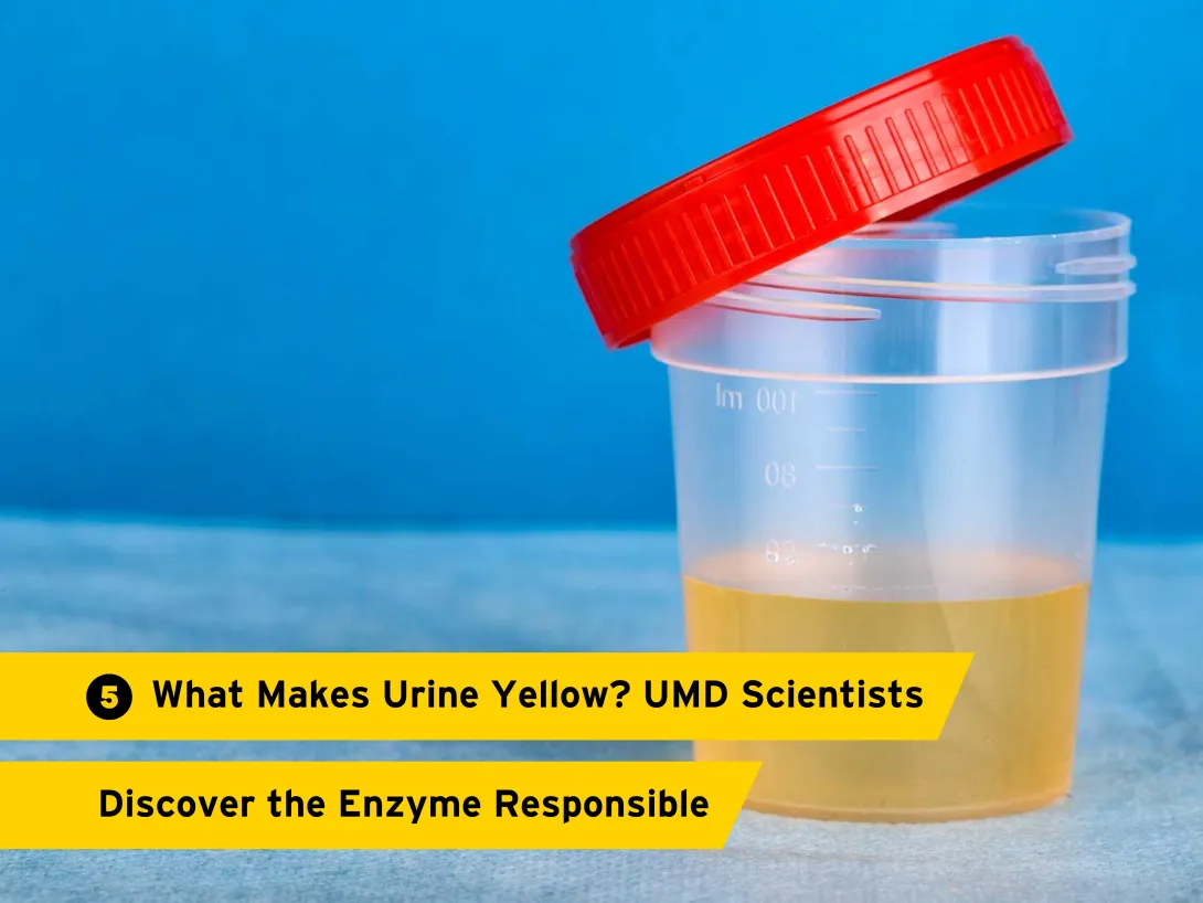 5. What Makes Urine Yellow? UMD Scientists Discover the Enzyme Responsible