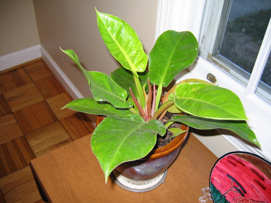 moonlight philodendron moonlight philodendron