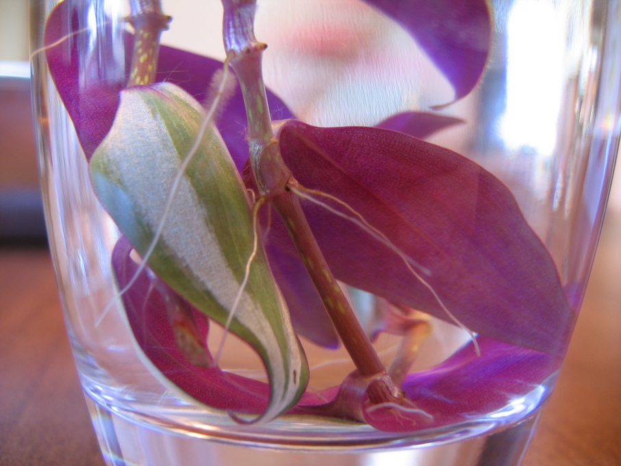 wandering jew plant from cutting