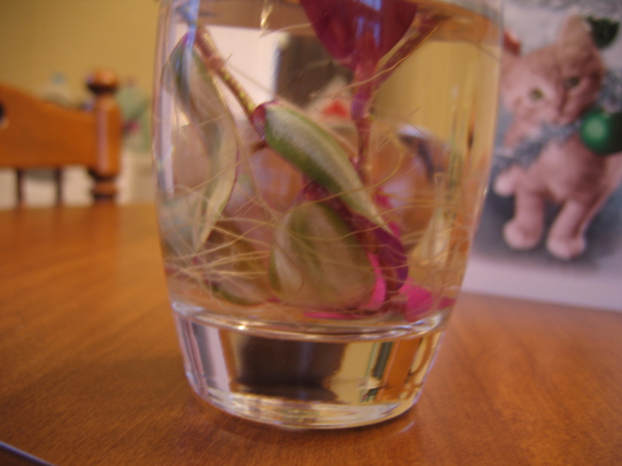 wandering jew from cuttings