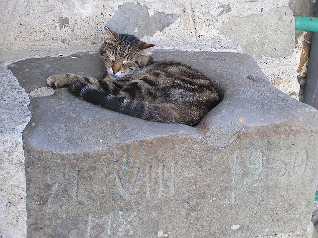 P6181616.JPG - The fierce felines of Corniglia