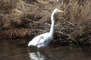 Great Egret (the picture is a bit fuzzy because ... Slide 12