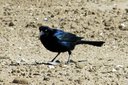 Boat-tailed Grackle (a target species for the trip!). Slide 16