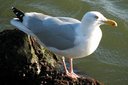 Herring Gull. Slide 24
