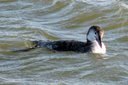 Common Loon (basic plumage). Slide 25