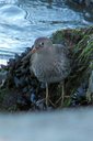 Purple Sandpiper (a nice surprise!). Slide 30