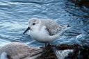 Sanderling. Slide 31