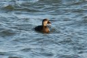 Possible female (1st spring?) Black Scoter, with a bill defect? Slide 32