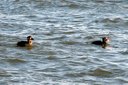 Surf Scoters. Slide 36