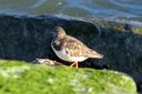 Ruddy Turnstone. Slide 38