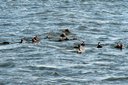 More Surf Scoters. Slide 39