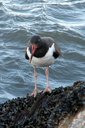 American Oystercatcher (another nice surprise).<br> Slide 42