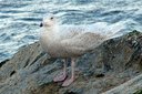 Possible 1st winter Glaucous Gull---nice! Slide 43
