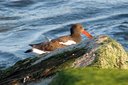 The American Oystercatcher again. Slide 46