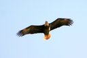 Bald Eagle, Chincoteague NWR. Slide 56