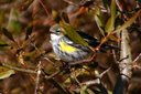 Yellow-rumped Warbler. Slide 59
