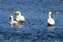 Tundra Swans. Slide 62