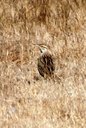 Eastern Meadowlark. Slide 65