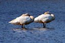 More Tundra Swans. Slide 66