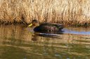 American Black Duck (male). Slide 67
