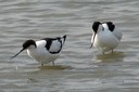 Avocet,Pied01.jpg Slide 1
