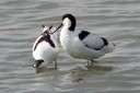 Avocet,Pied02.jpg Slide 2