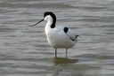 Avocet,Pied03.jpg Slide 3