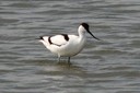 Avocet,Pied04.jpg Slide 4