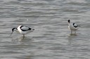 Avocet,Pied05.jpg Slide 5