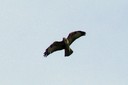 Buzzard,Common01.jpg Slide 9