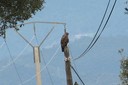 Buzzard,Common02.jpg Slide 10