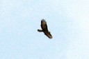 Buzzard,Common03.jpg Slide 11