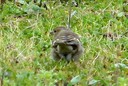Chaffinch,Common01.jpg Slide 12