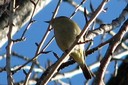 Chiffchaff01.jpg Slide 13