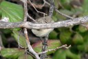 Chiffchaff02.jpg Slide 14