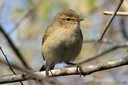 Chiffchaff03.jpg Slide 15